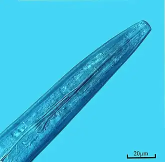 Description de cette image, également commentée ci-après