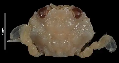 Xiphonectes guinotae.