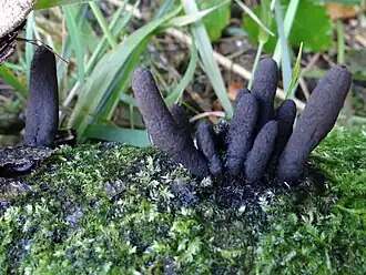 Description de l'image Xylaria longipes 2013-09-17 3.jpg.
