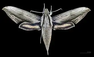 Xylophanes aglaor femelle, face dorsale (MHNT).