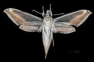 Xylophanes aglaor femelle, revers (MHNT).