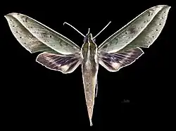 Face dorsale de la femelle (coll.MHNT)