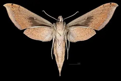 Revers de la femelle