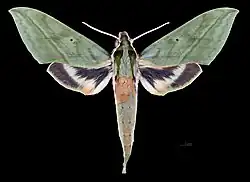 Avers du mâle (coll. MHNT)