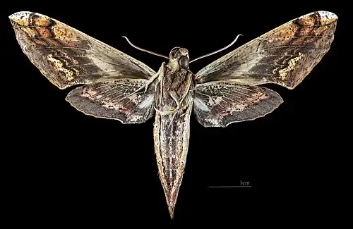 Revers de la femelle (coll.MHNT)