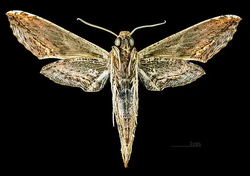 Revers du mâle (coll.MHNT)