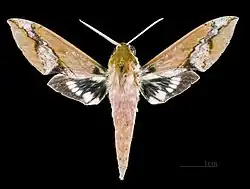 Xylophanes chiron cubanus face dorsale du mâle MHNT