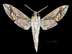 Xylophanes chiron cubanus revers du mâle MHNT