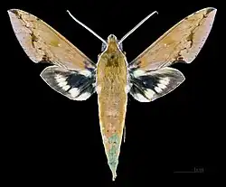 Xylophanes chiron lucianus face dorsale du mâle MHNT