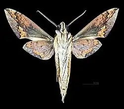 Xylophanes chiron lucianus revers du mâle MHNT