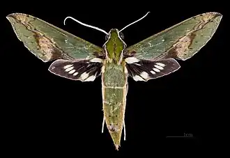 Xylophanes chiron nechus face dorsale de la femelle MHNT