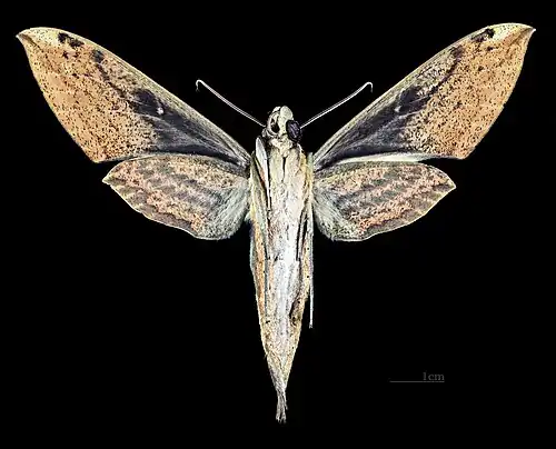 △Revers de la femelle MHNT