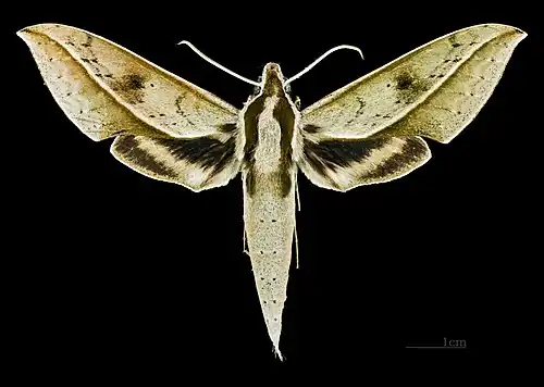 Xylophanes cyrene♀ - Dorsal (coll.MHNT)