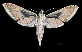 Revers de la femelle