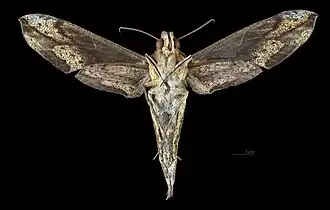 revers de la femelle (coll.MHNT)