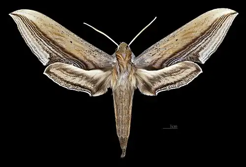 Avers de la femelle (coll.MHNT)