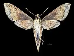 Revers de la femelle (coll.MHNT)