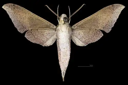 Xylophanes germen yurakano Revers du mâle