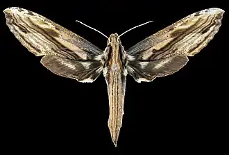 Avers de la femelle (coll.MHNT)