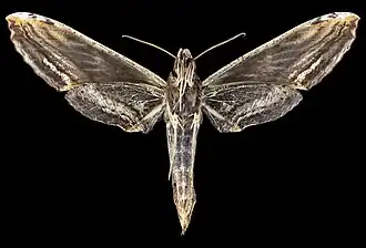 Revers de la femelle (coll.MHNT)