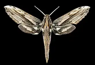 Avers du mâle (coll.MHNT)