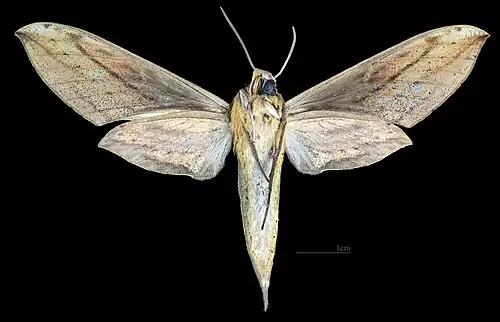 Revers de la femelle(coll.MHNT)