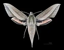 Face dorsale de la femelle(coll.MHNT)