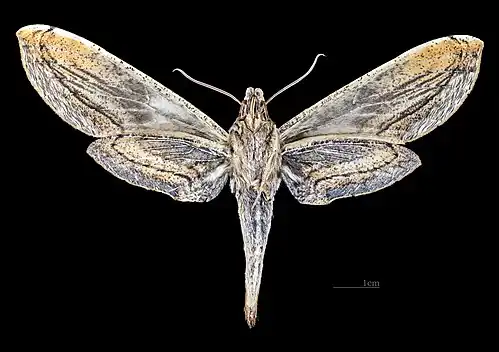 Face ventrale de la femelle(coll.MHNT)