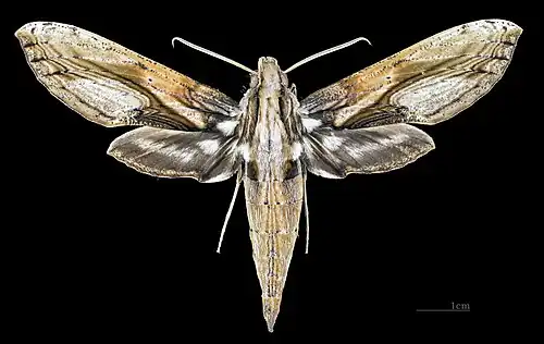 Face dorsale du mâle(coll.MHNT)