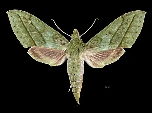 Avers de la femelle (coll.MHNT)