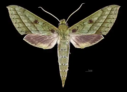 Avers du mâle (coll.MHNT)