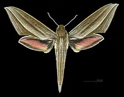 Face dorsal de la femelle (coll.MHNT)