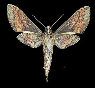 Description de cette image, également commentée ci-après