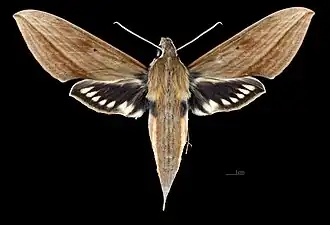 Face dorsale de la femelle (coll.MHNT)