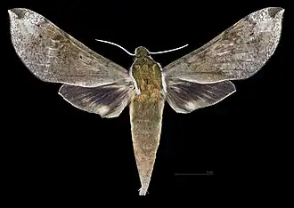 Avers de la femelle (coll.MHNT)