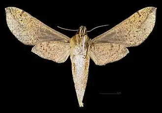 Revers de la femelle (coll.MHNT)