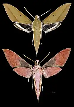 Xylophanes schwartzi