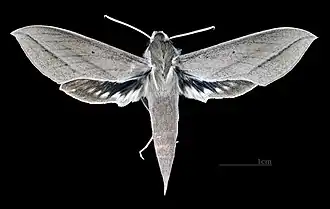 Face dorsale de la femelle (coll.MHNT)