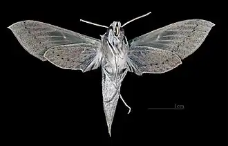 Face ventrale de la femelle (coll.MHNT)