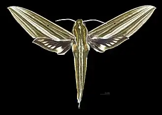 Avers du mâle (coll.MHNT)