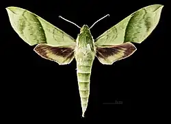 Face dorsale du mâle MHNT