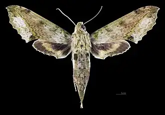 Avers de la femelle(coll.MHNT)