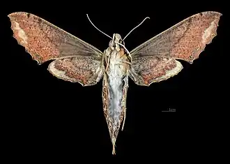 Revers de la femelle(coll.MHNT)