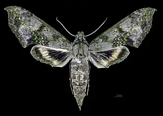 Face dorsale de la femelle (coll.MHNT)