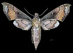 Revers de la femelle (coll.MHNT)