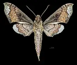 Revers du mâle (coll.MHNT)