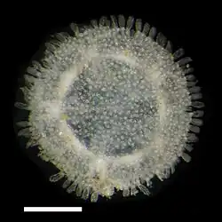 Xyloplax princealberti