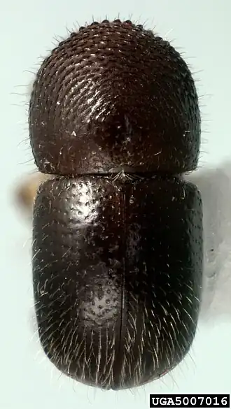 Description de cette image, également commentée ci-après