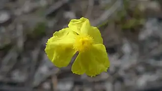 Description de l'image Xyris juncea flower (11878833806).jpg.