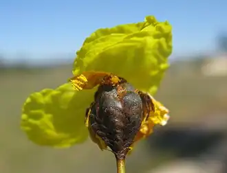 Description de l'image Xyris operculata flower5 - Flickr - Macleay Grass Man.jpg.